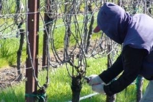 expert-vineyard-labor-napa