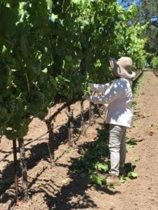 vineyard-maintenance-sonoma-county